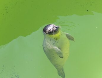 Ecomare bouwt aan reserve-zeewaterleiding