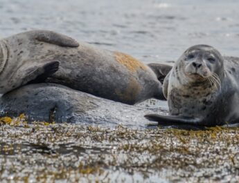 Twee herstelde zeehonden worden vrijgelaten op het strand bij de Brouwersdam