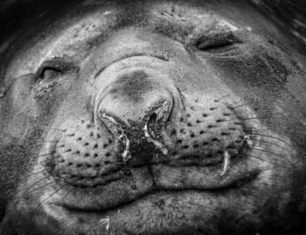 KIJK. Zeldzame zeehond uit de Noordpool geboren op Nederlands strand, dat direct dagen wordt afgesloten KIJK. Zeldzame zeehond uit de Noordpool geboren op Nederlands strand, dat direct dagen wordt afgesloten