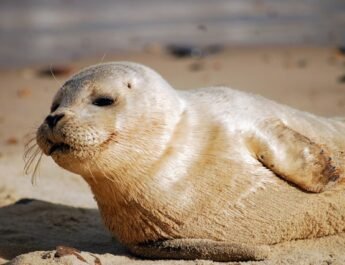 Zeehondjes door honden aangevallen op strand: ‘Honden aan de lijn’ Zeehondjes door honden aangevallen op strand: ‘Honden aan de lijn’