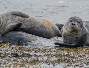 Twee herstelde zeehonden worden vrijgelaten op het strand bij de Brouwersdam Twee herstelde zeehonden worden vrijgelaten op het strand bij de Brouwersdam