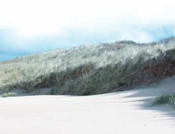 Natuur krijgt vrij spel op het strand, geen extra permanente strandpaviljoens Natuur krijgt vrij spel op het strand, geen extra permanente strandpaviljoens