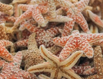 Duizenden zeesterren aangespoeld op het strand